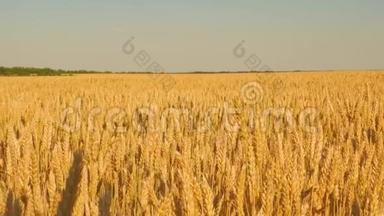 谷物收获在夏天成熟。 农业商业概念。 环保小麦。 成熟小麦田